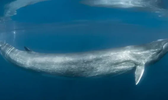 baleia-comum
