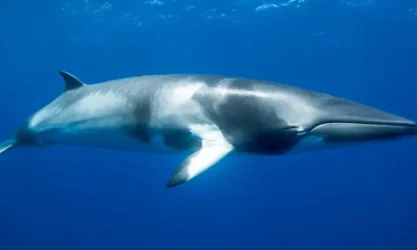 baleia-minke-antartica