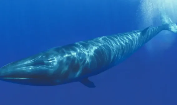 baleia-sei