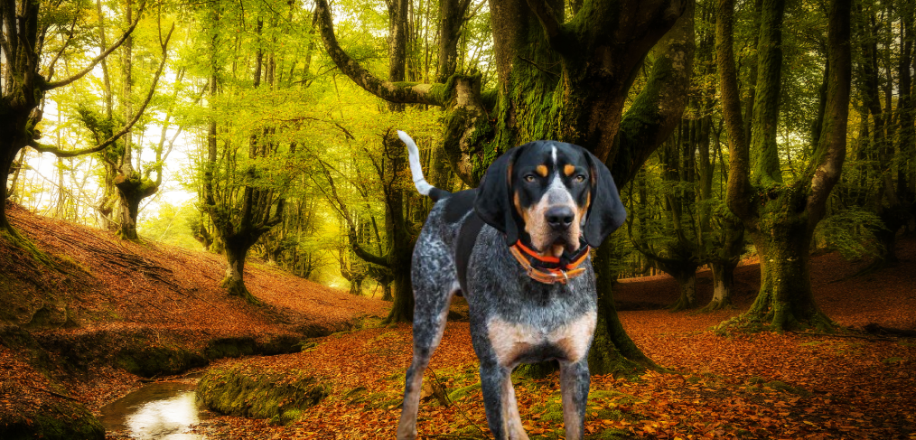 bluetick coonhound