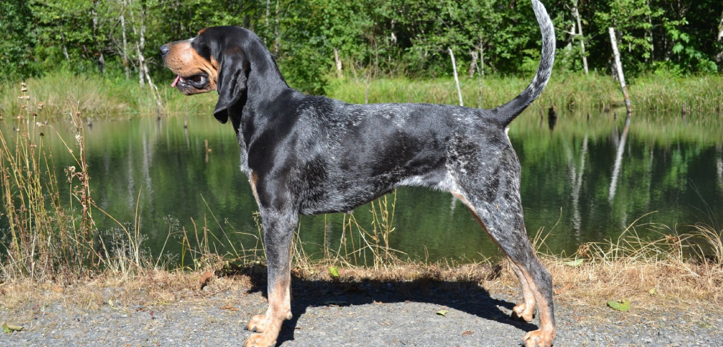 comportamento do bluetick coonhound