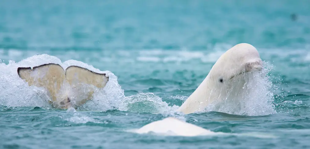 habitat da baleia beluga