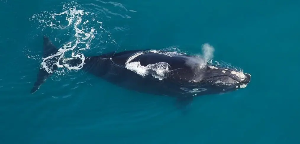 habitat da baleia-franca-do-atlantico-norte