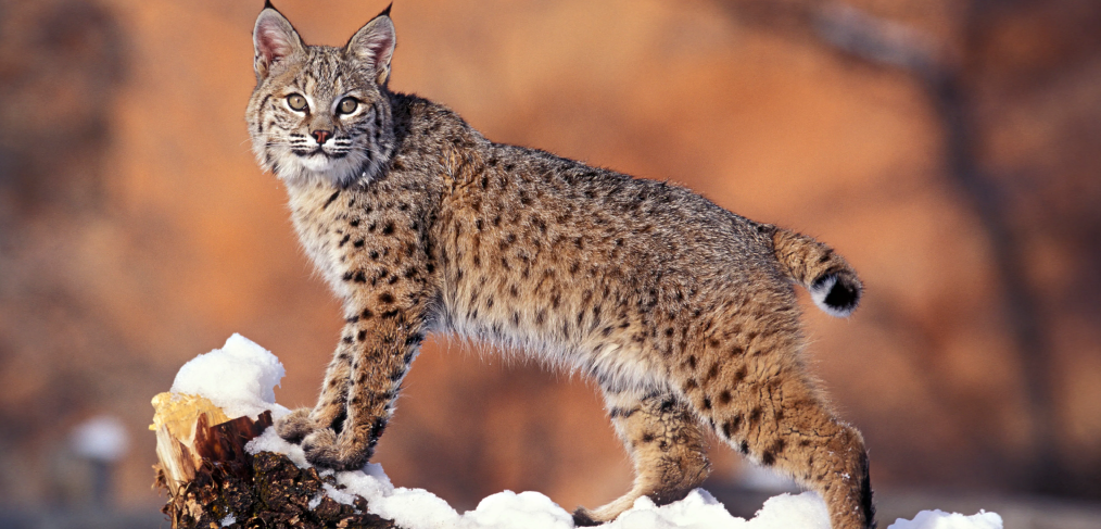 habitat do lince-pardo