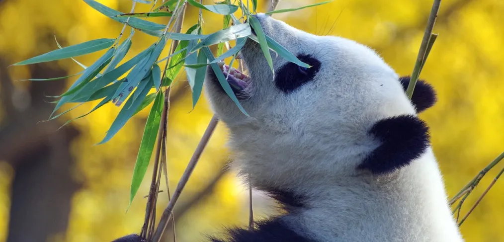 Alimentação do urso panda