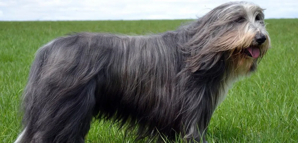 bearded collie