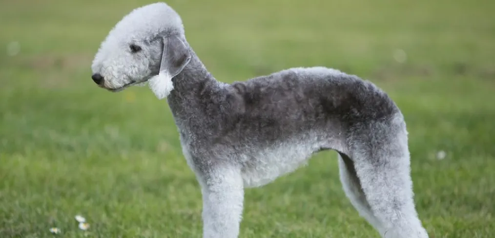 Bedlington terrier