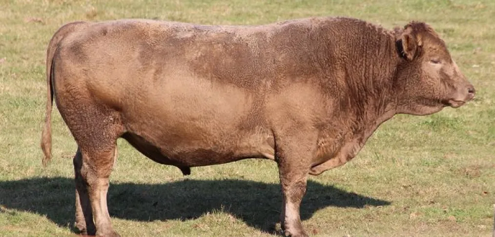 Beefalo