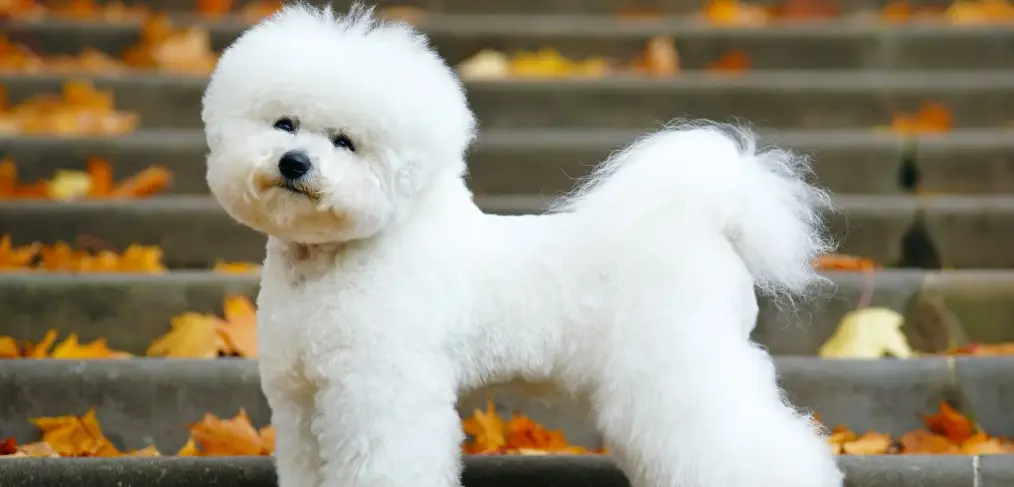 Bichon Frisé