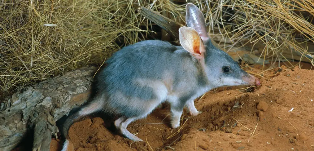 Bilby