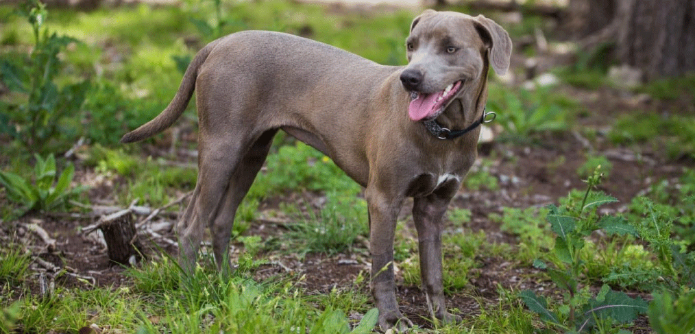 Blue Lacy