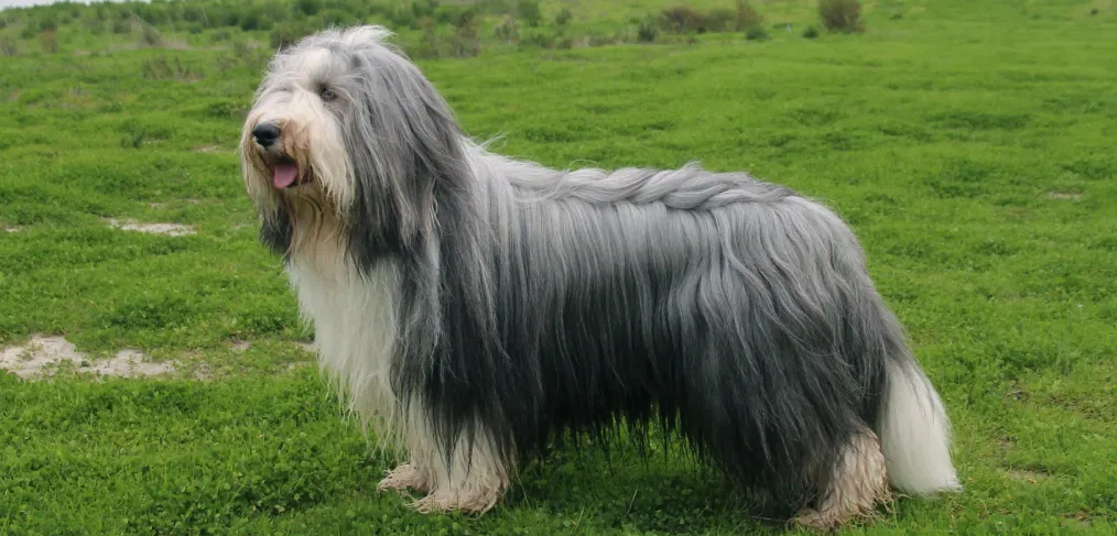 Comportamento do bearded collie