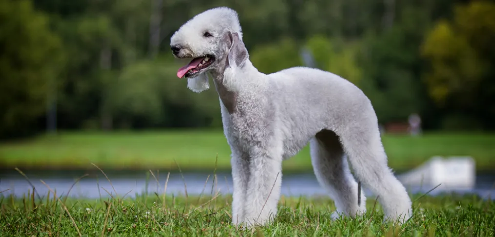 Comportamento do bedlington terrier