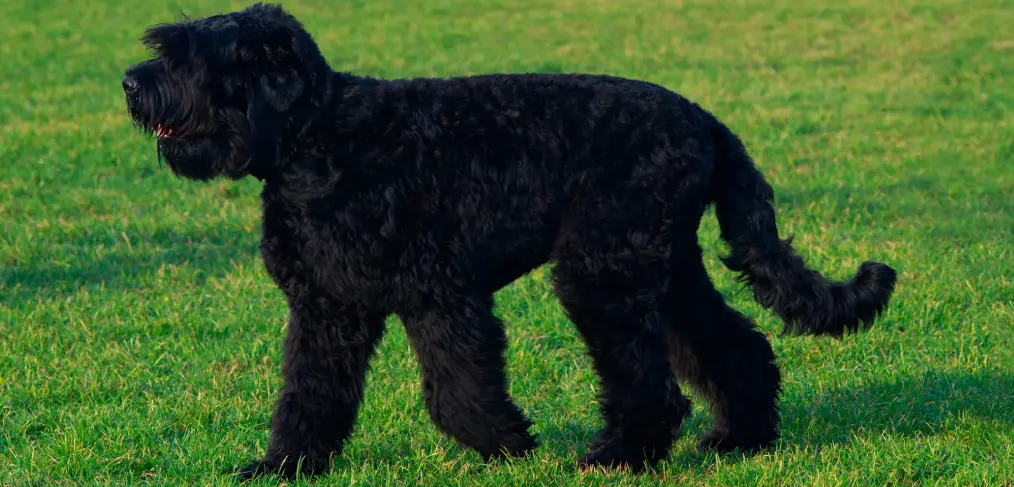 Comportamento do terrier preto da russia