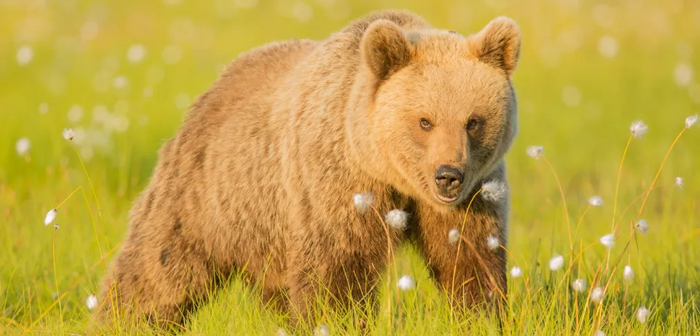 Comportamento do urso-pardo