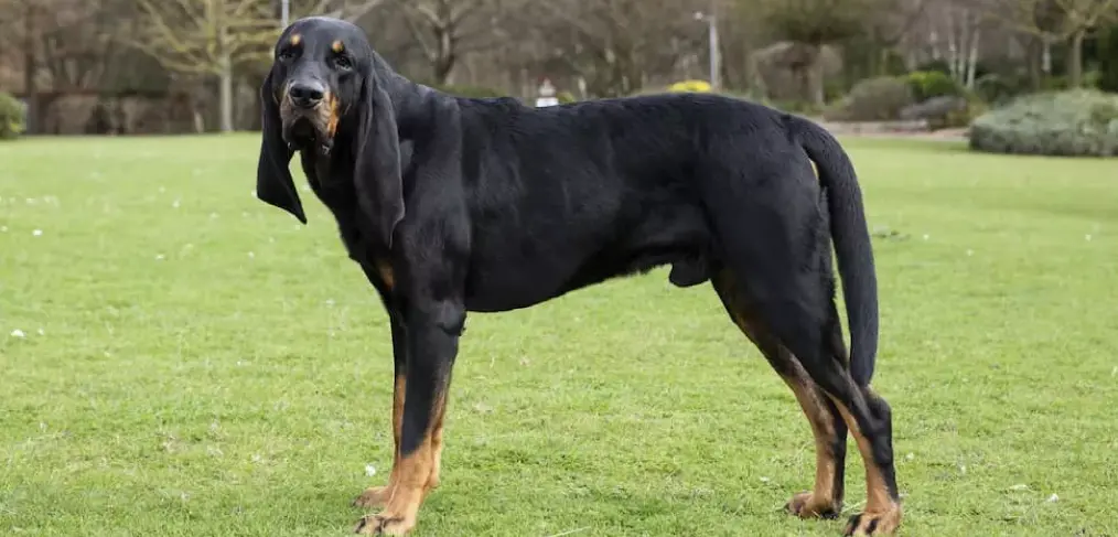 Coonhound Preto e Castanho