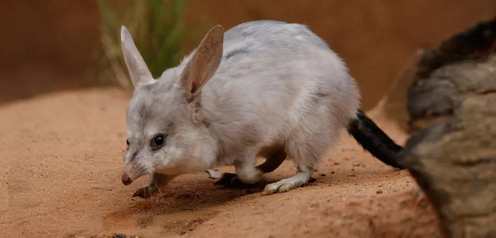 Habitat do Bilby