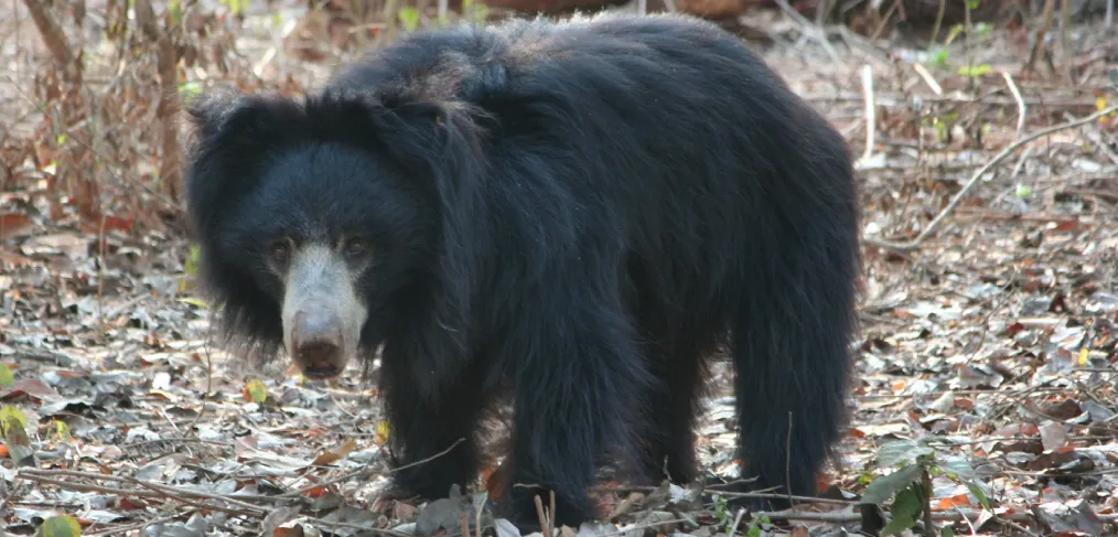 Habitat do urso-beiçudo