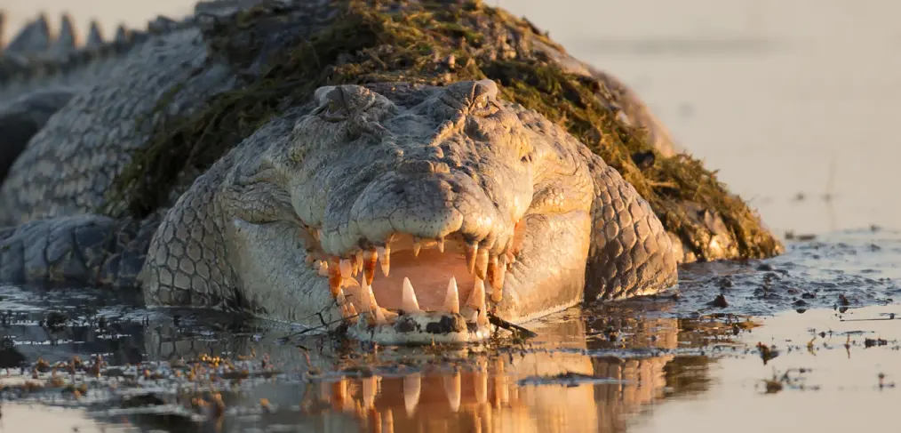 Mordida do crocodilo-de-água-salgada