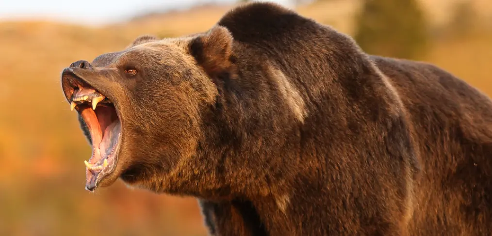 Mordida do urso-pardo