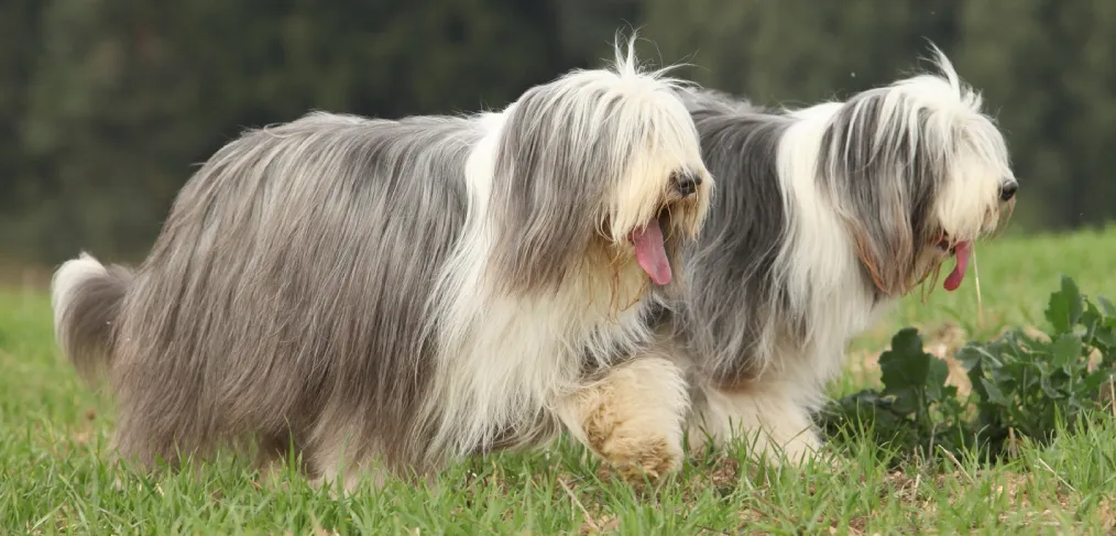 Reprodução do bearded collie