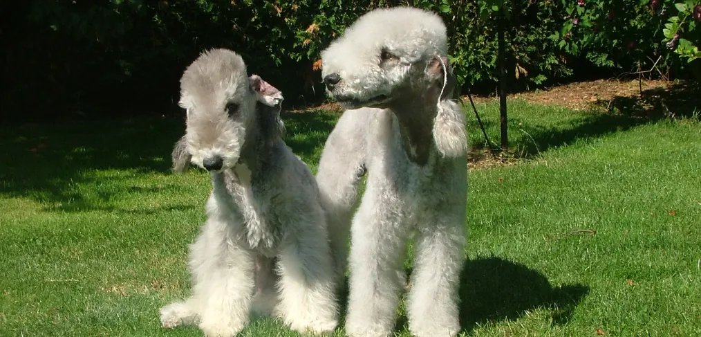 Reprodução do bedlington terrier