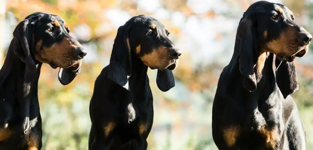 Reprodução do coonhound preto e castanho