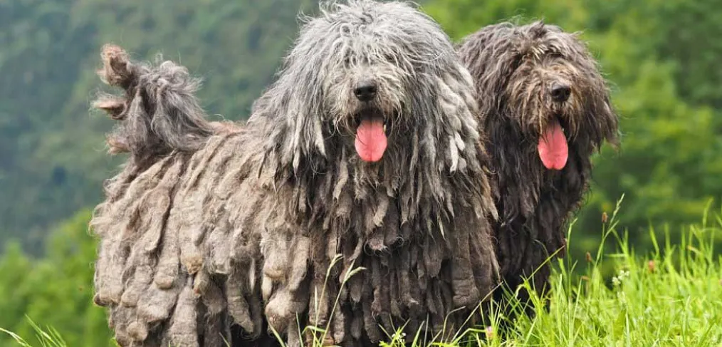 Reprodução do pastor bergamasco