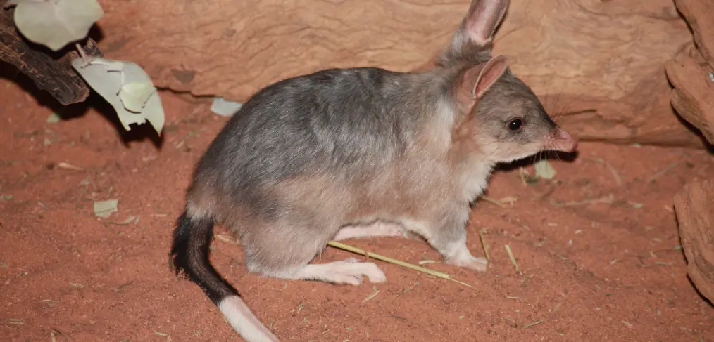 Status de Conservação do bilby