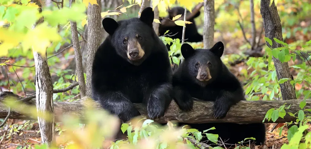 Status de conservação do urso-negro