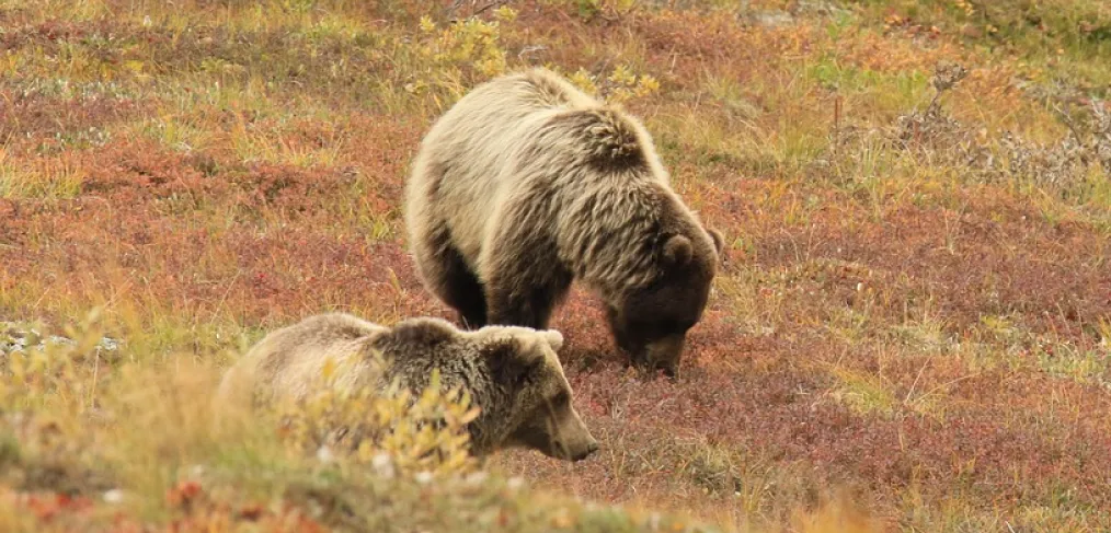 Status de conservação do urso-pardo