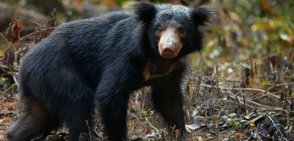 Urso-beiçudo