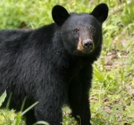 urso-negro