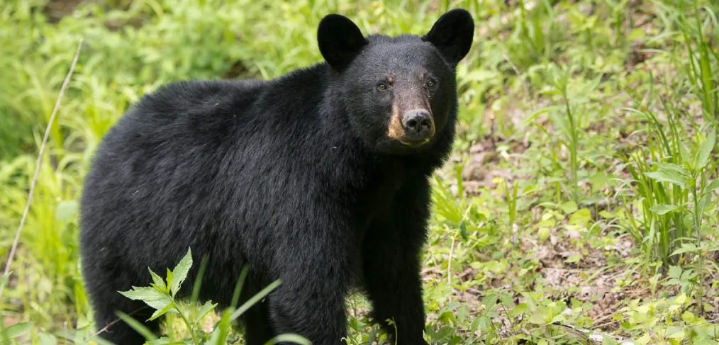 urso-negro