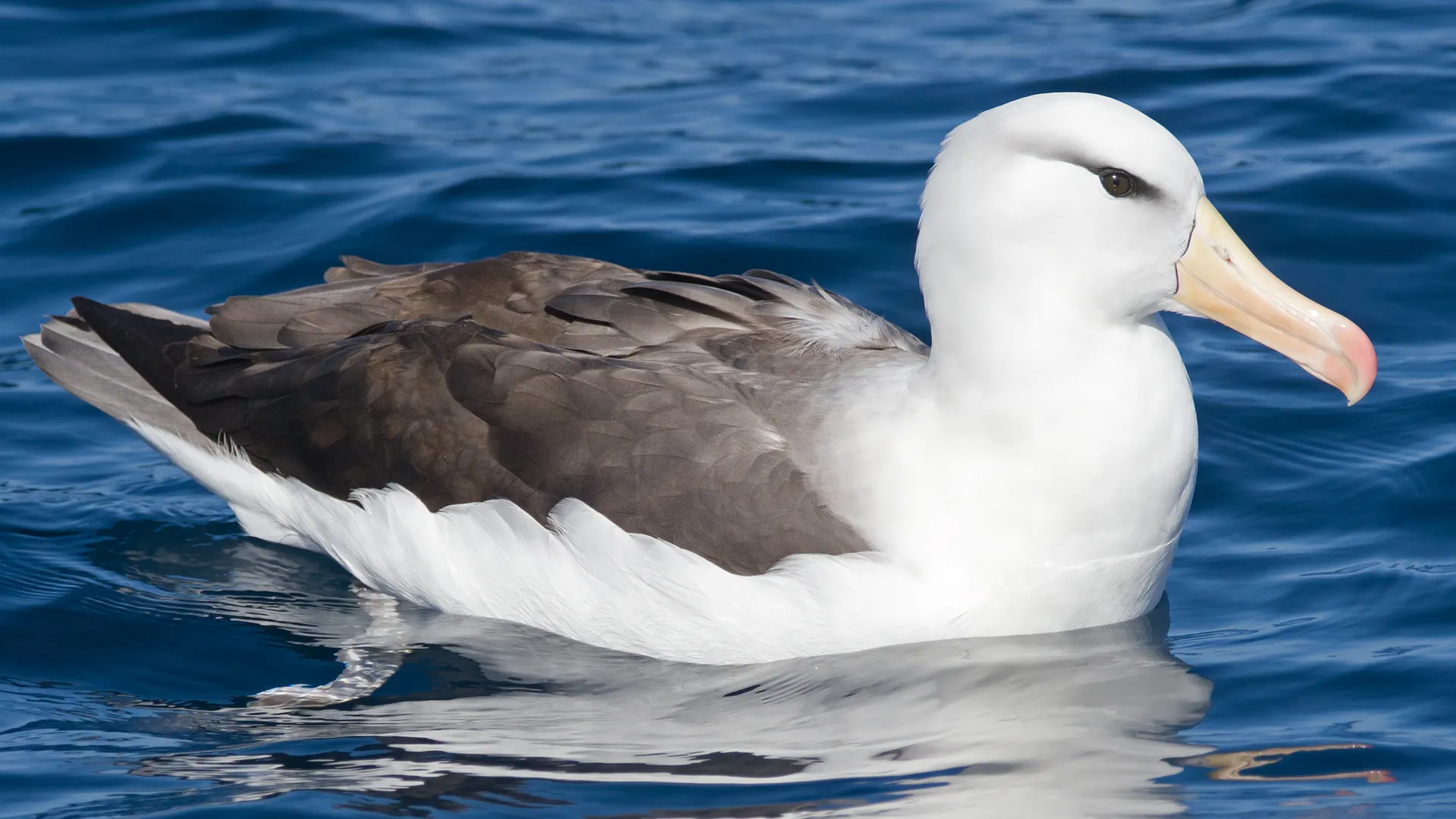 albatroz