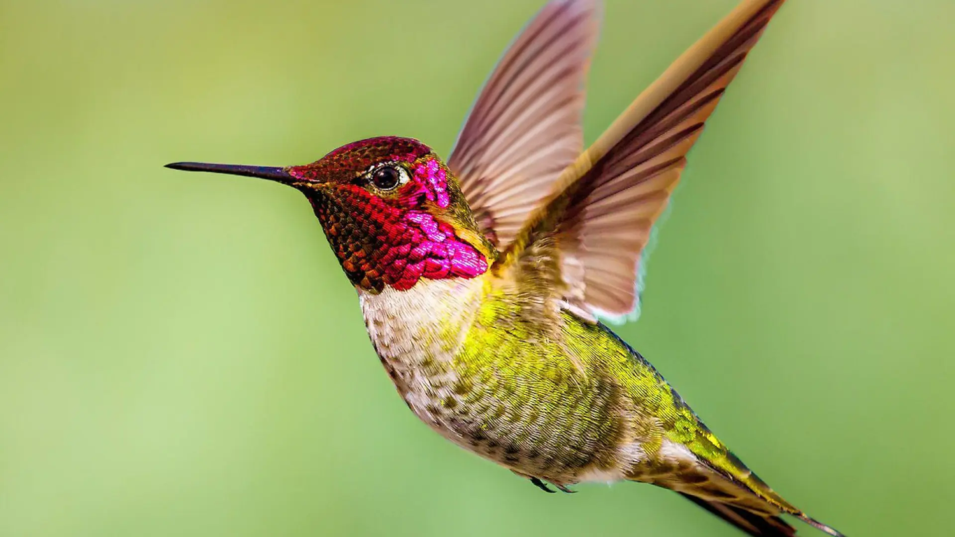 Beija-flor-de-Cabeça-Magenta