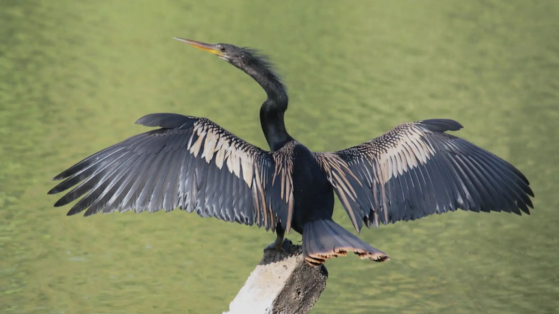 Biguatinga