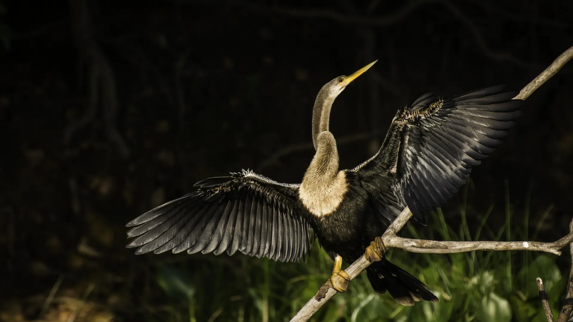 Características da biguatinga