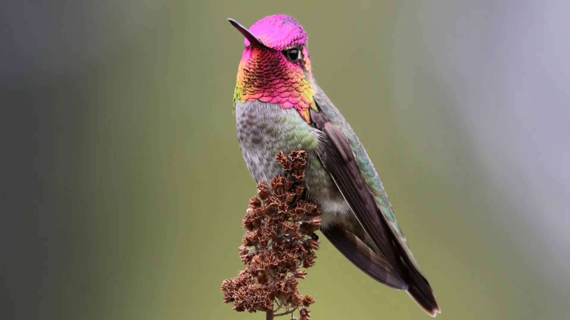 Habitat da Beija-flor-de-Cabeça-Magenta