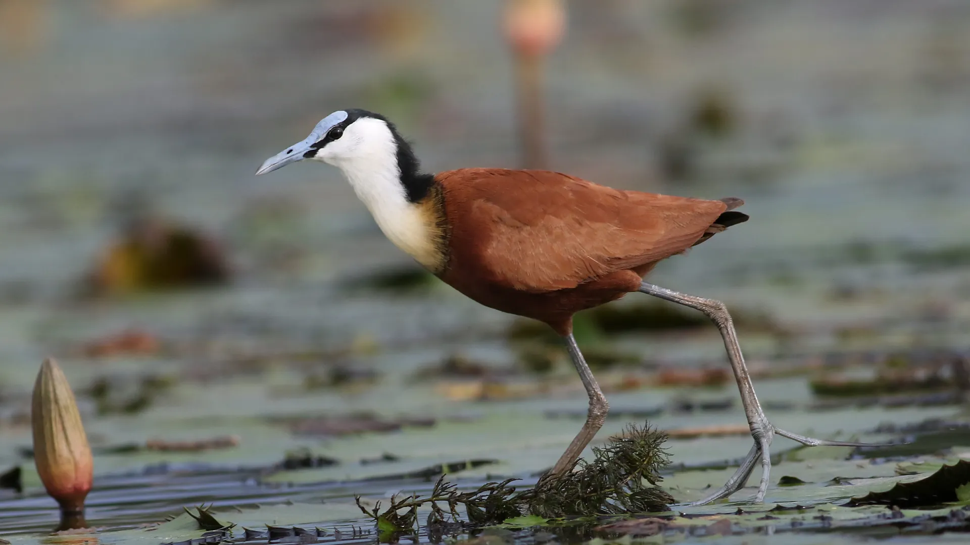 Habitat da jaçanã-africana