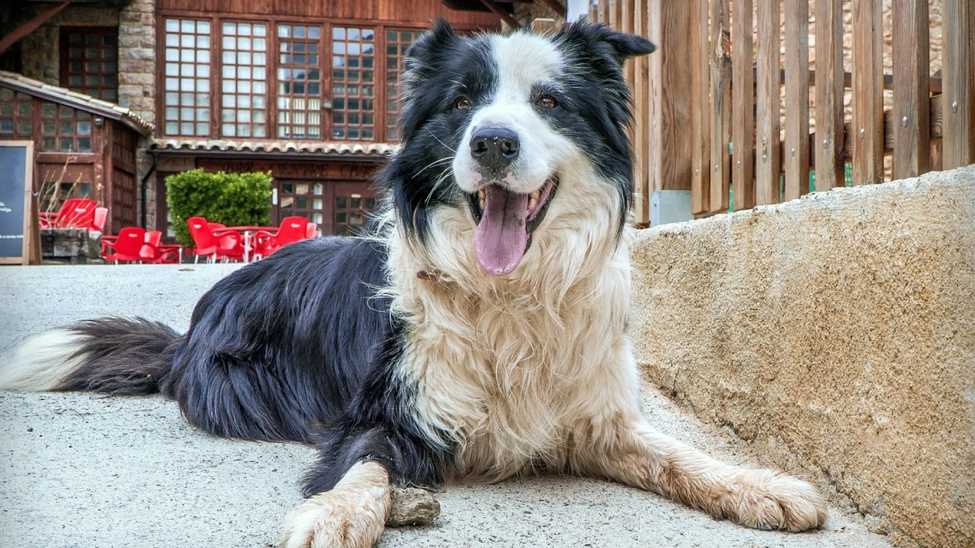 Alimentação do border collie mix