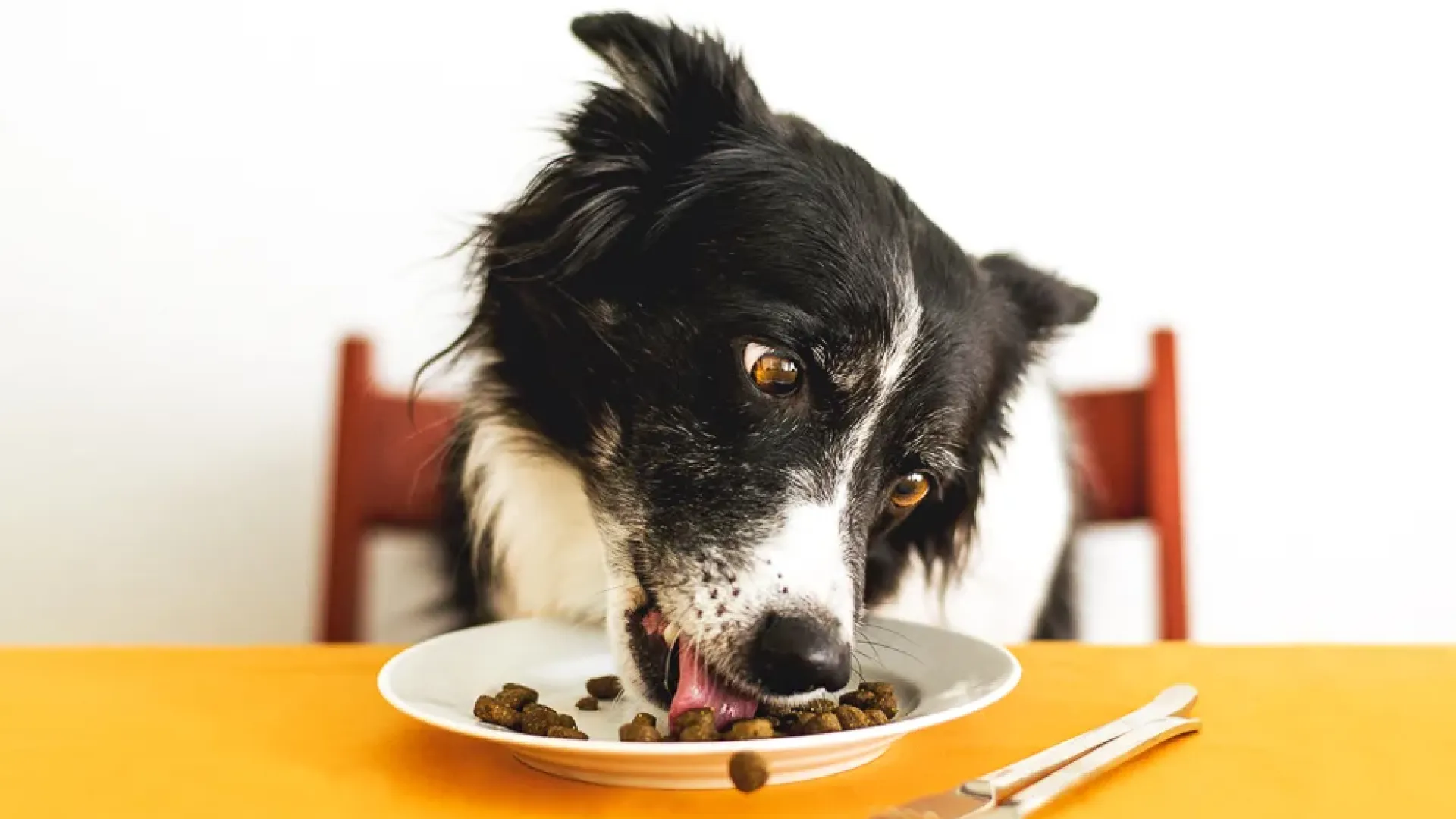 Alimentação do border collie