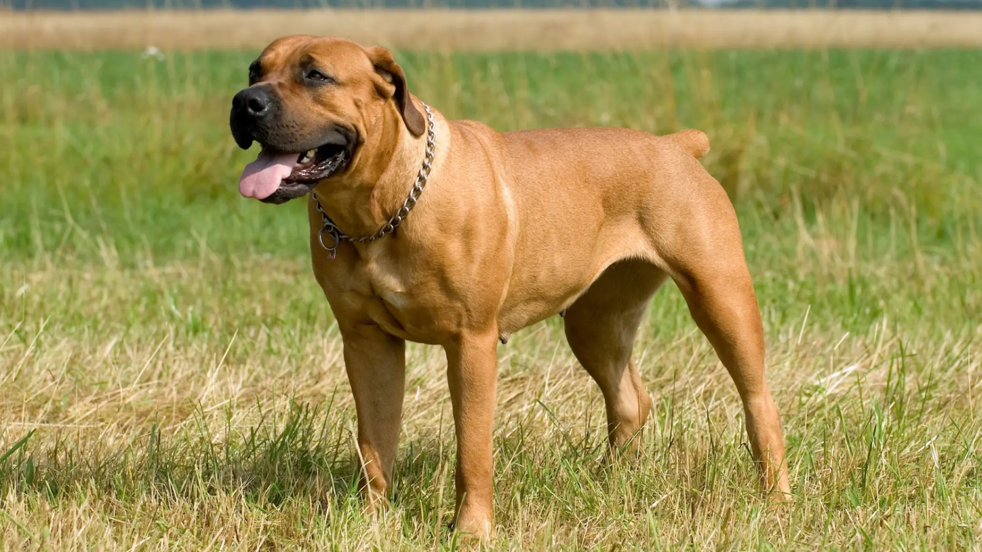 Boerboel