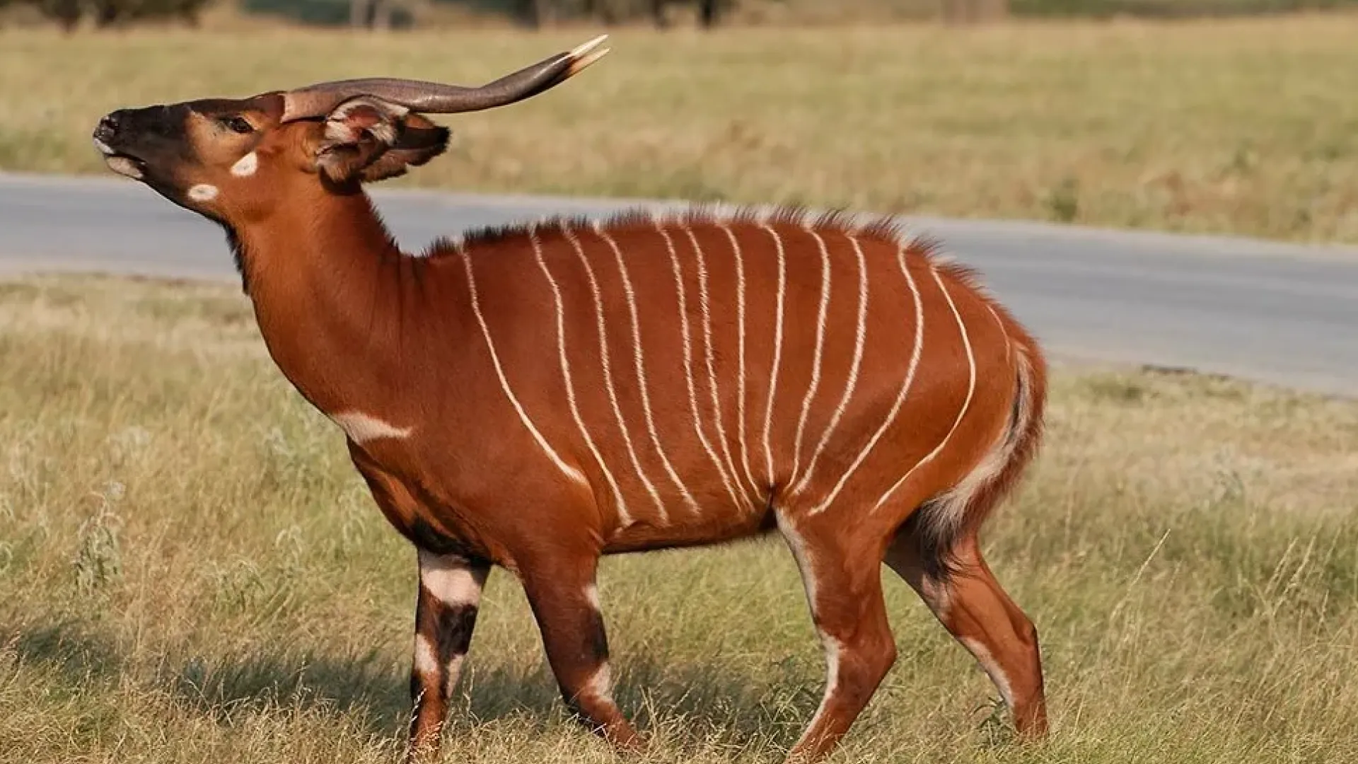 bongo