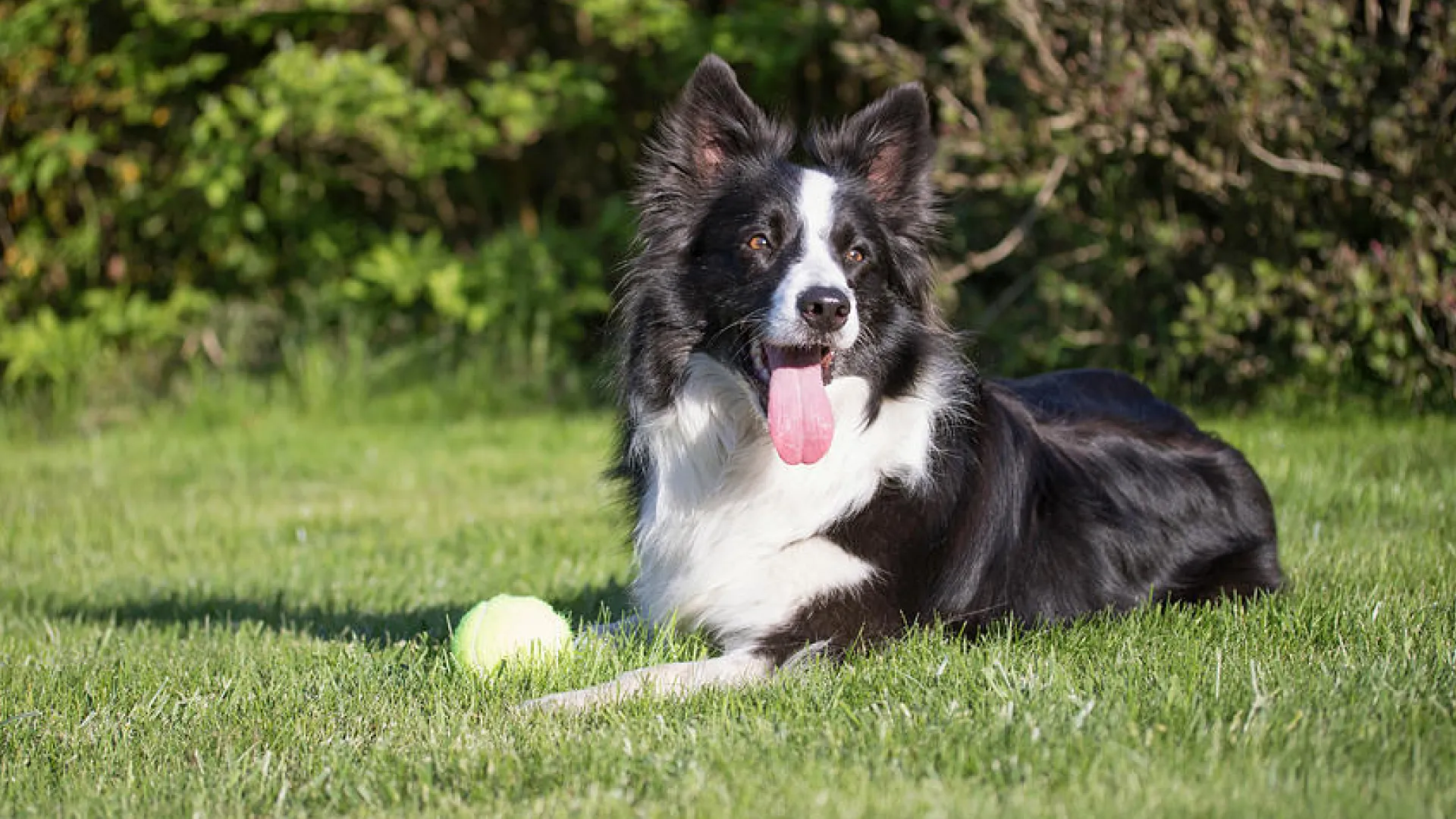 Border Collie Mix