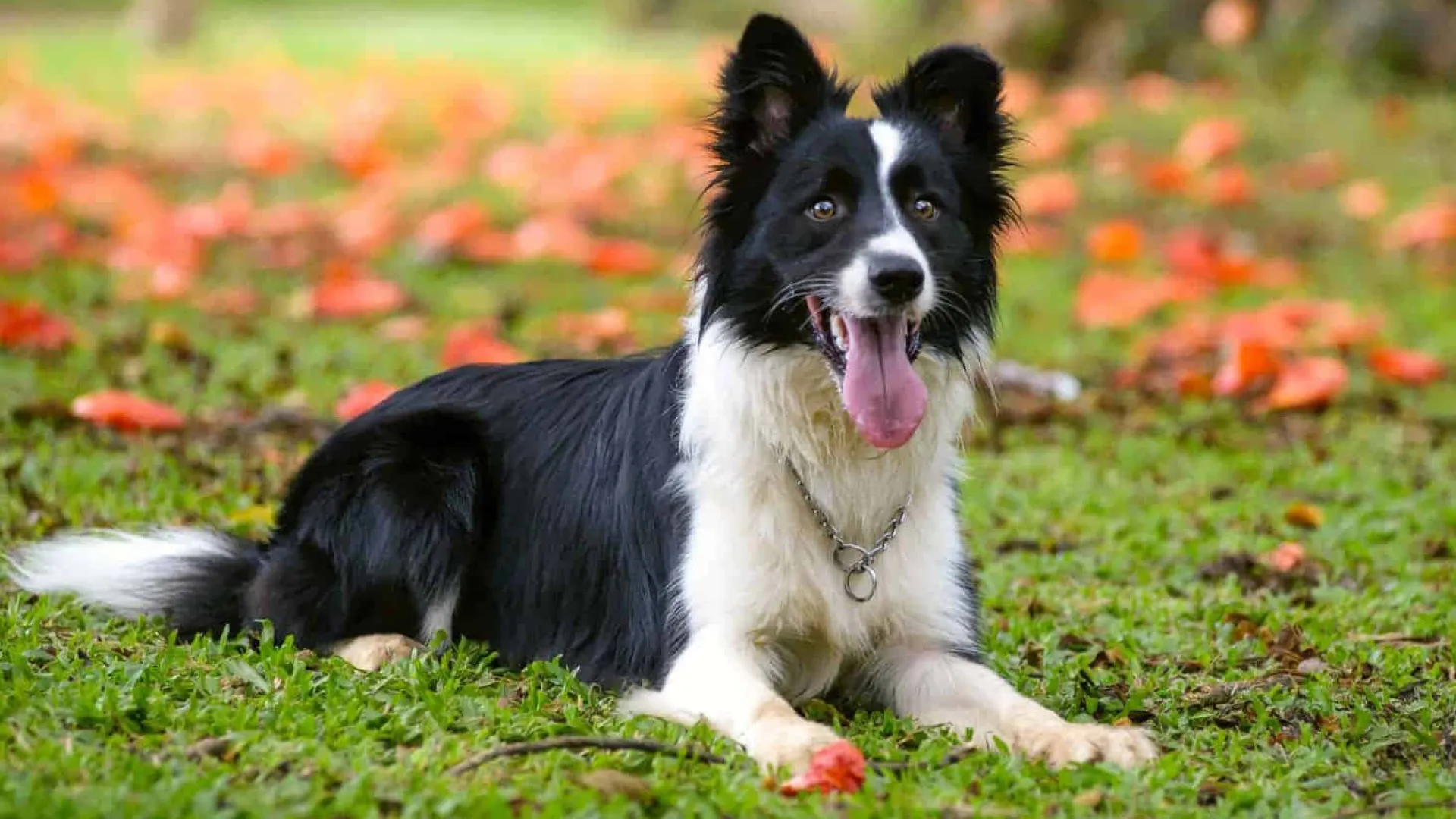 Border Collie