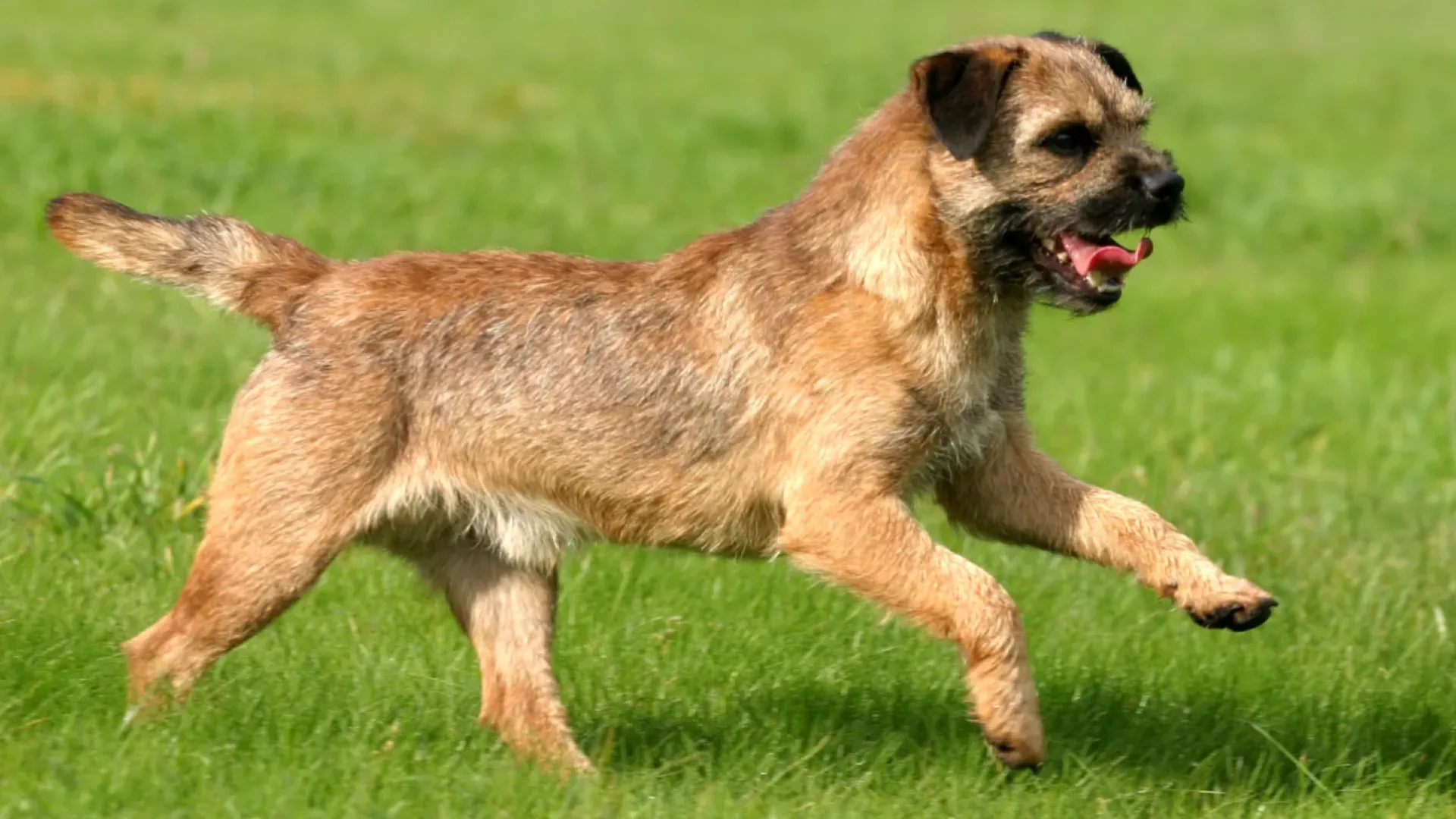 Border Terrier