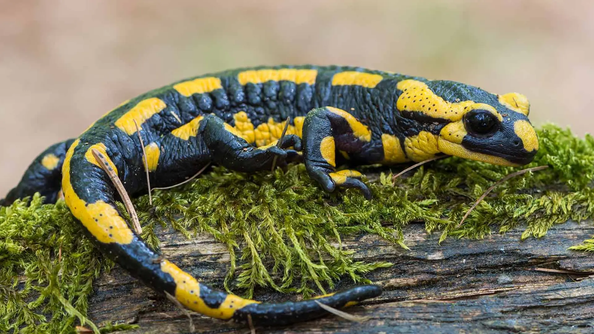 Comportamento da salamandra-de-fogo