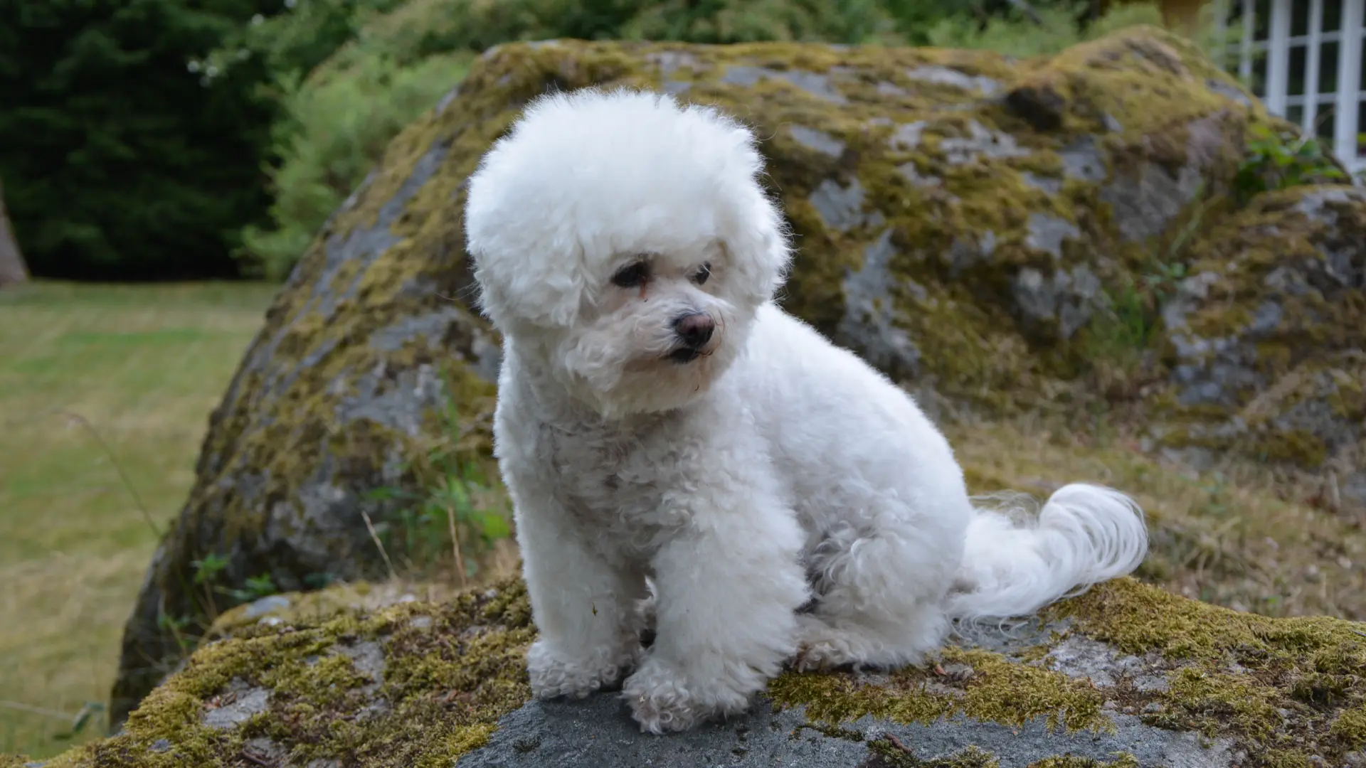 comportamento do bichon bolonhês