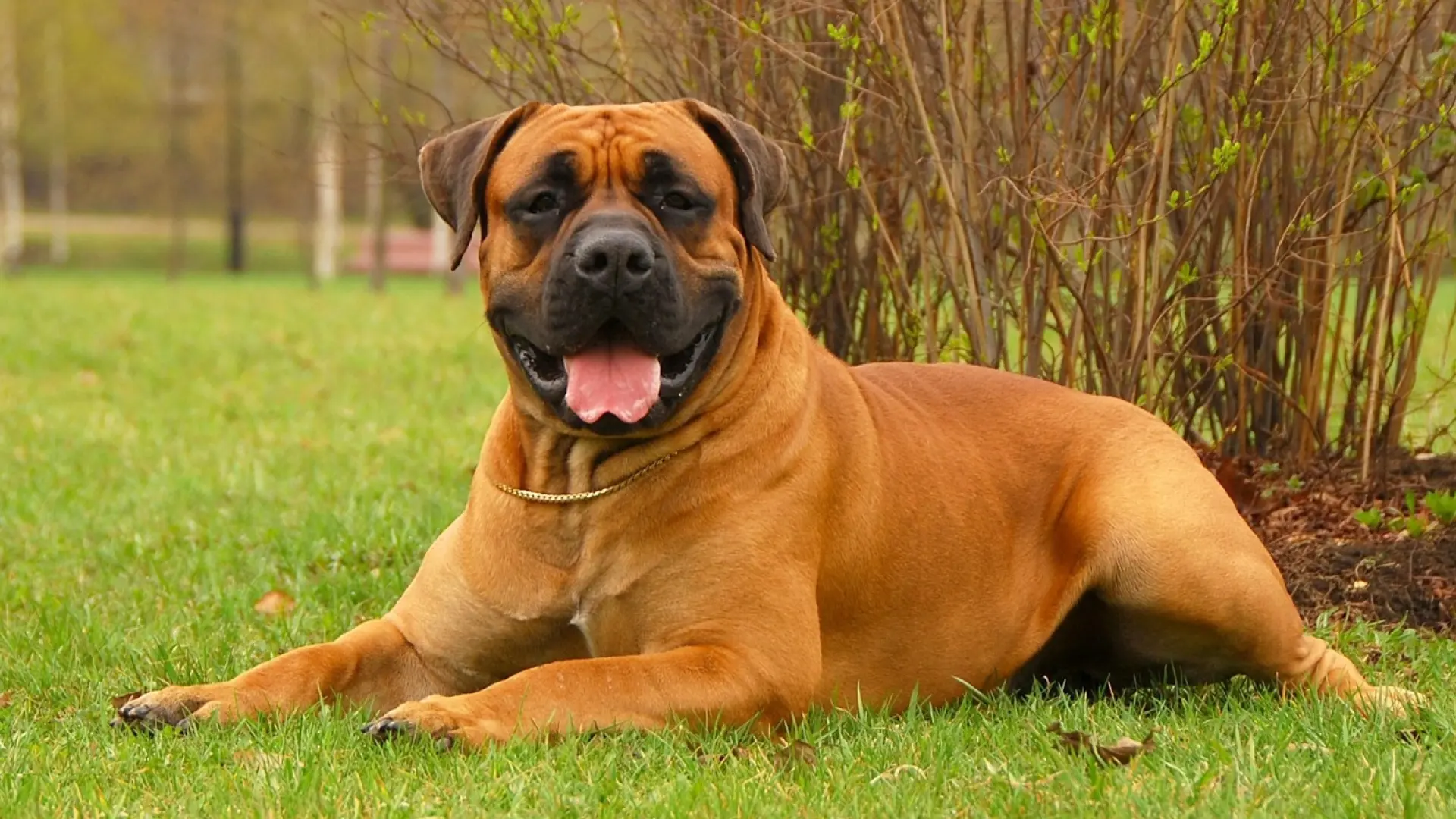 Comportamento do boerboel